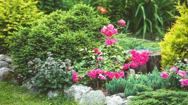 Choose the Best Plants for Long-Lasting Beauty